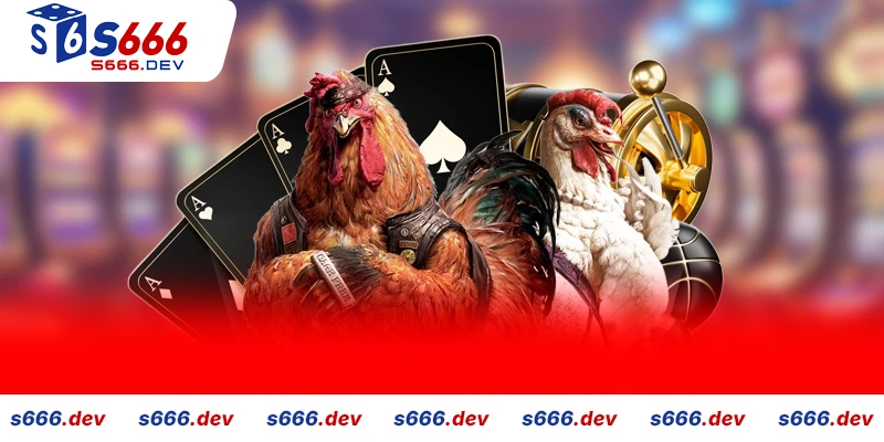 Rủi ro cần tránh khi chơi đá gà s666